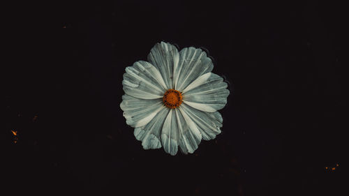 Close-up of flower blooming against black background