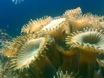 Close-up of coral reef underwater