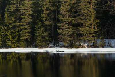 Scenic view of lake in forest