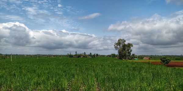 Scenic view of agricultural field against sky