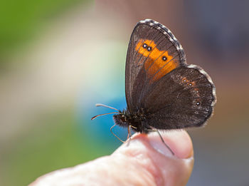 Close-up of butterfly on hand