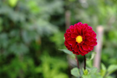 Close-up of red rose flower