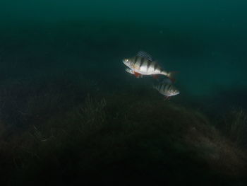 Fish swimming in sea