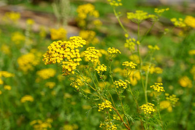 Close-up of yellow flowering plants on field