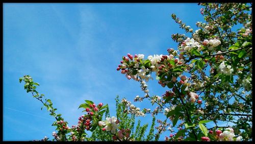 Low angle view of flowers blooming on tree