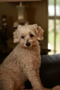 Close-up portrait of dog sitting at home