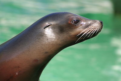 Close-up of animal eye