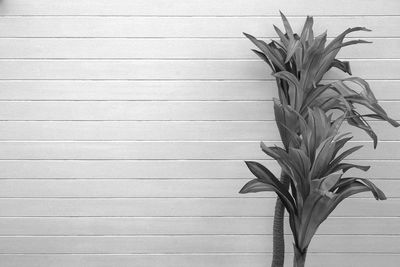 Close-up of plant on table against wall