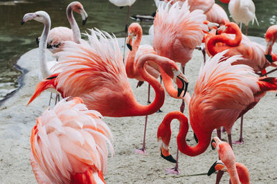 View of ducks in lake