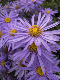 Close-up of purple flowering plant