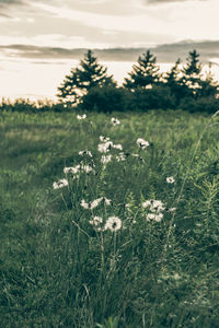 Close-up of dandelions in meadow