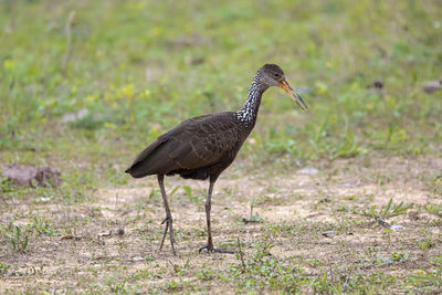 Close-up of a bird on field