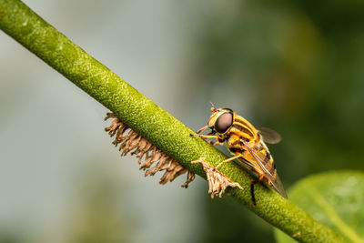 Close-up of insect on leaf