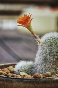 Close-up of flower against blurred background