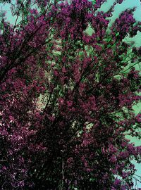 Low angle view of tree blossom