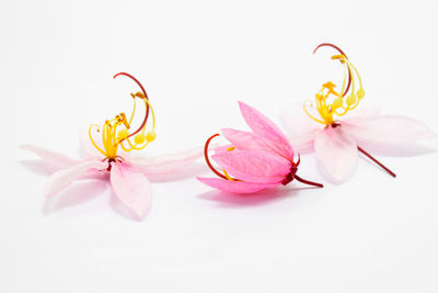 Close-up of pink flowers against white background