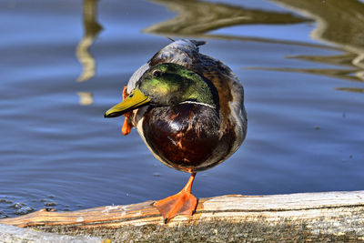 Duck swimming on lake