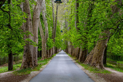 Road amidst trees in forest