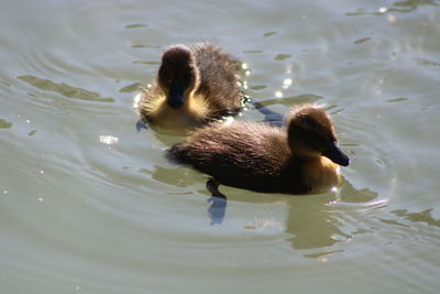 Duck swimming in a lake