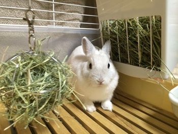 Portrait of white cat