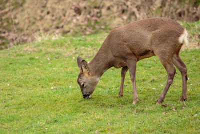 Side view of deer grazing on field