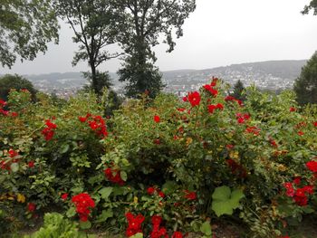 Close-up of red flowers blooming in park