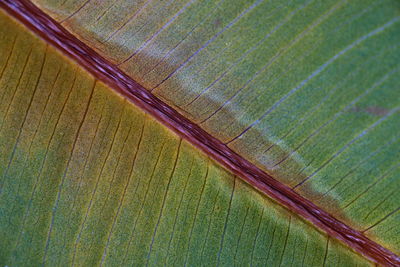 Full frame shot of leaf on plant