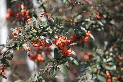 Close-up of berries growing on tree