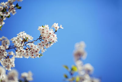 Card with beautiful blooming white sakura flowers tree branch on blue sky background in garden park 