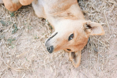 High angle view of dog looking away