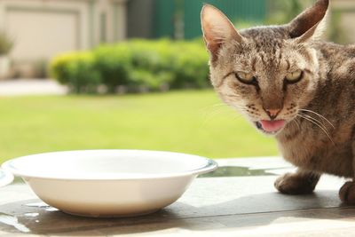 Close-up of a cat drinking from bowl