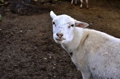 Portrait of white sheep on field