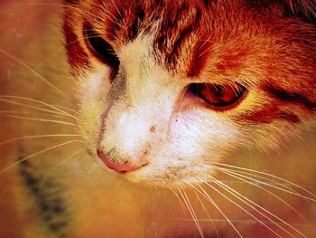 Close-up portrait of cat