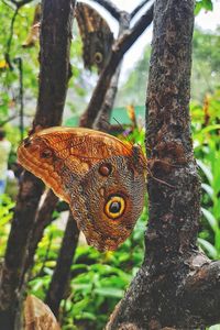 Close-up of butterfly on tree trunk