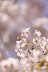 Close-up of white cherry blossoms