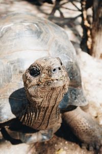 Close-up of turtle