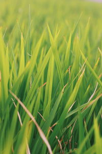 Close-up of crops growing on field