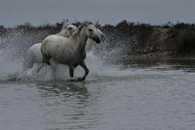 View of horse running in water