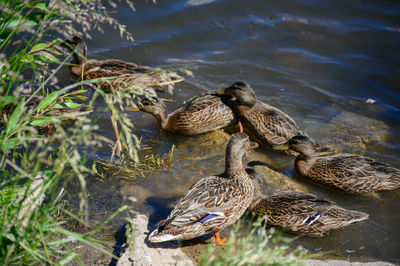 High angle view of duck swimming in lake