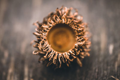 High angle view of flower on table