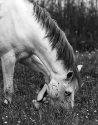 Close-up of horse on field