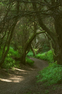 View of trees in the forest