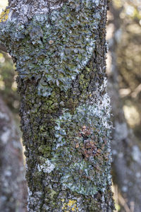 Close-up of lichen growing on tree trunk