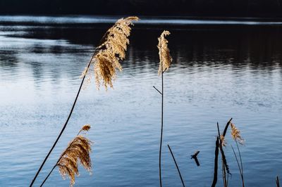 Close-up of dry plant in lake