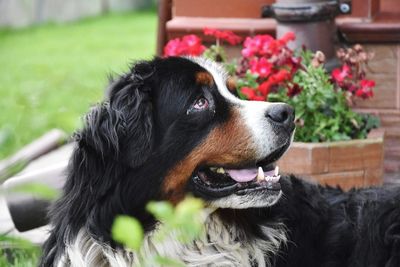 Close-up of black dog