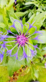 Close-up of purple flowering plant