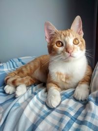 pet