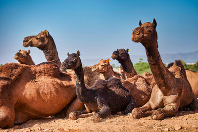 Camel for sale in camel fair at pushkar