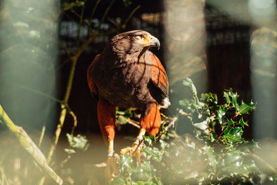 animal