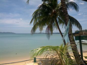 Palm trees on beach